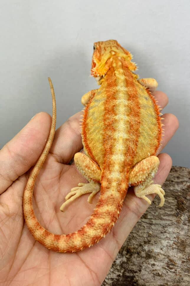 Citrus Albino juvenile