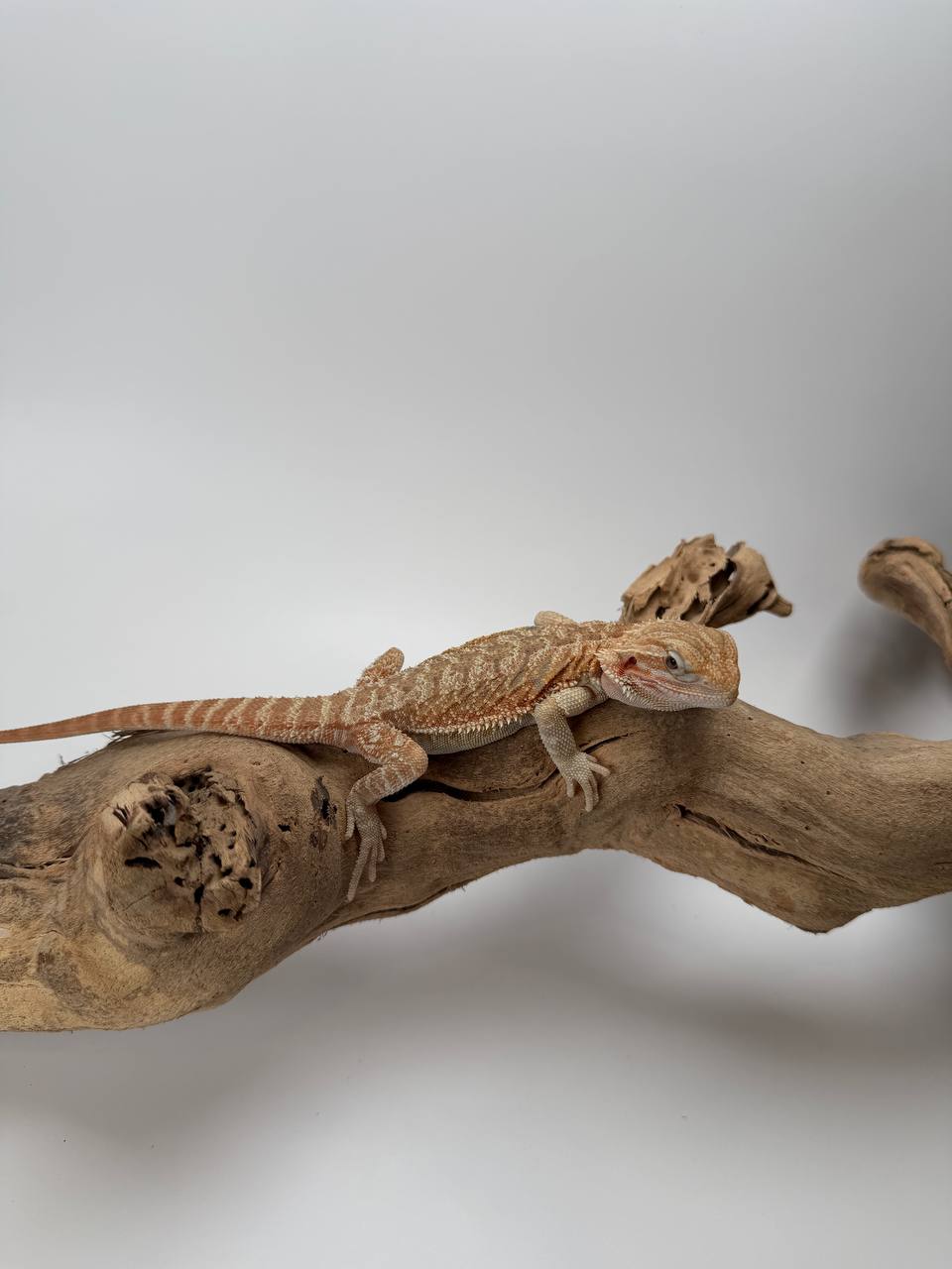 Albino juvenile full body