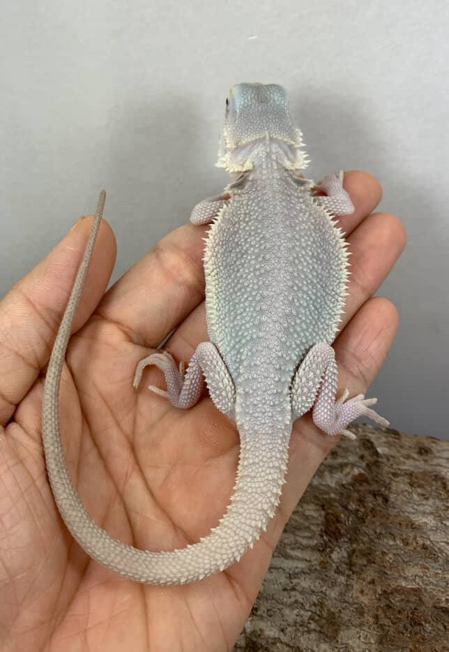 Albino Zero juvenile