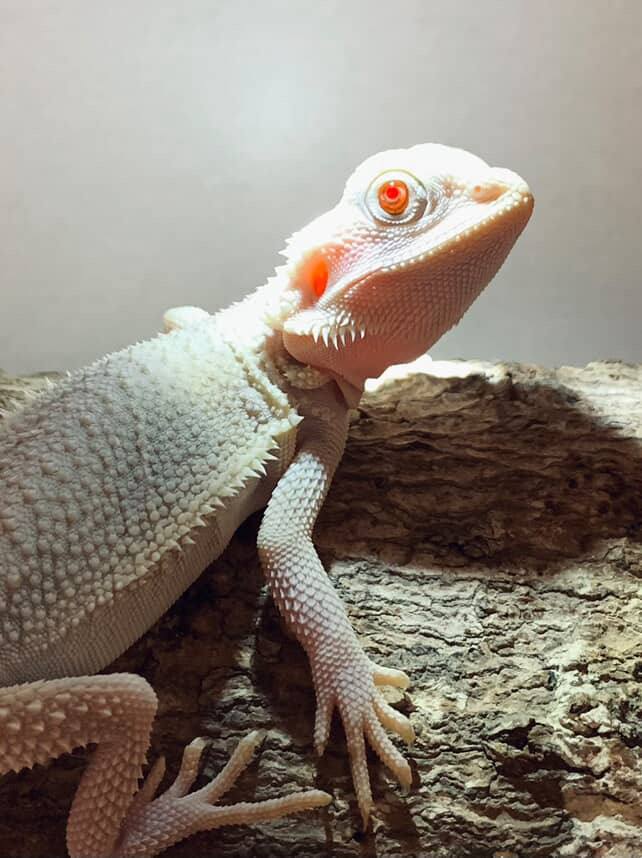 Close-up of Albino Zero Bearded Dragon eyes