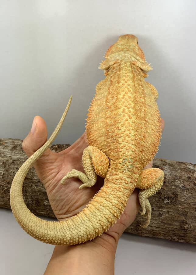 Female Genetic Stripe het Albino