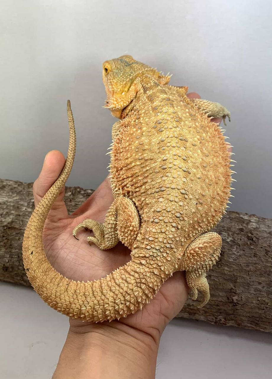 Female Genetic Stripe het Albino (2)