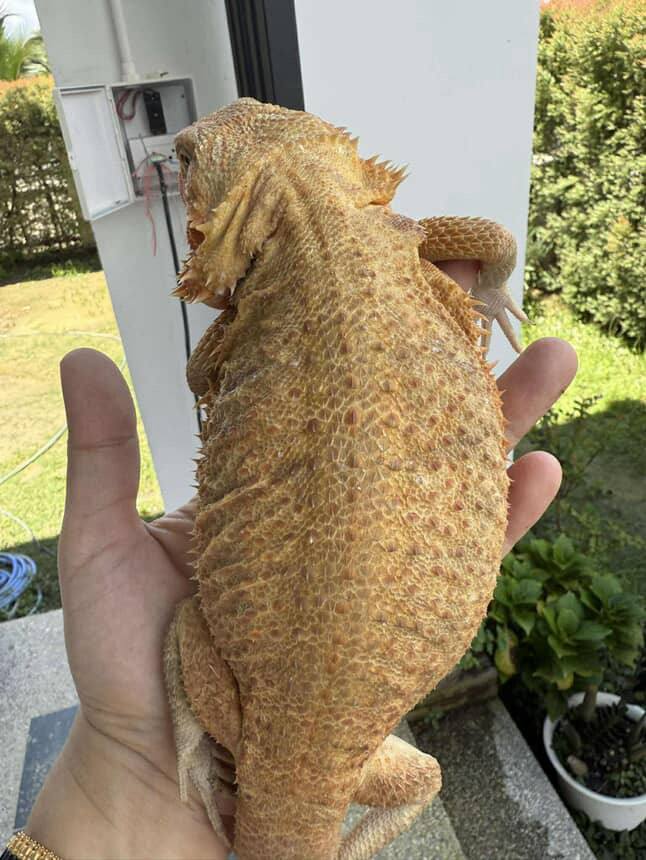 Female het Albino / Zero