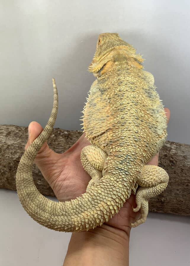 Female het Albino / Zero (2)