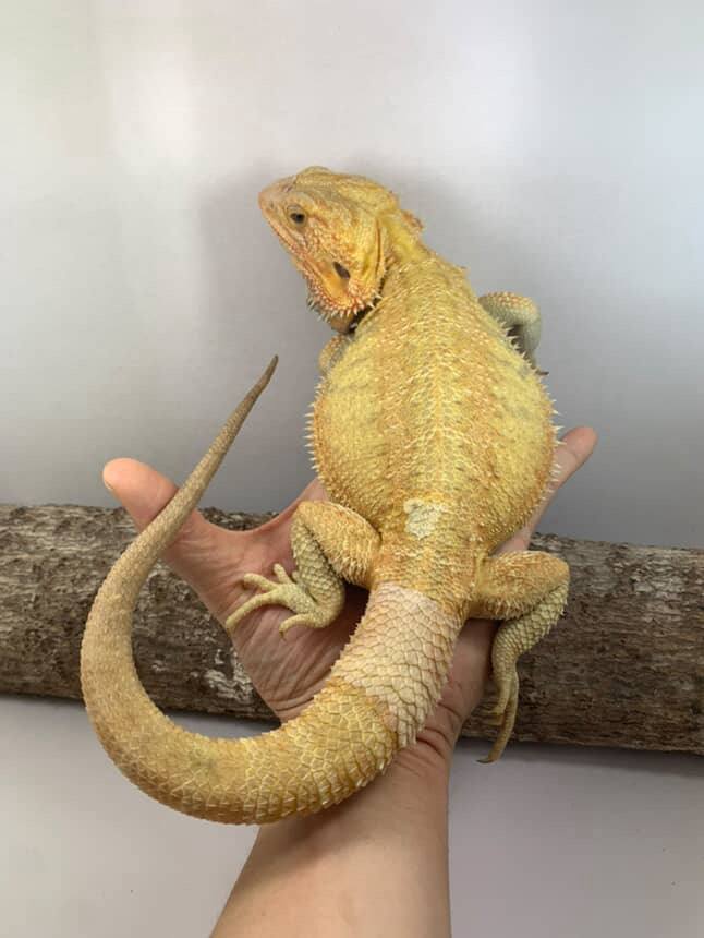 Male het Albino / het Zero