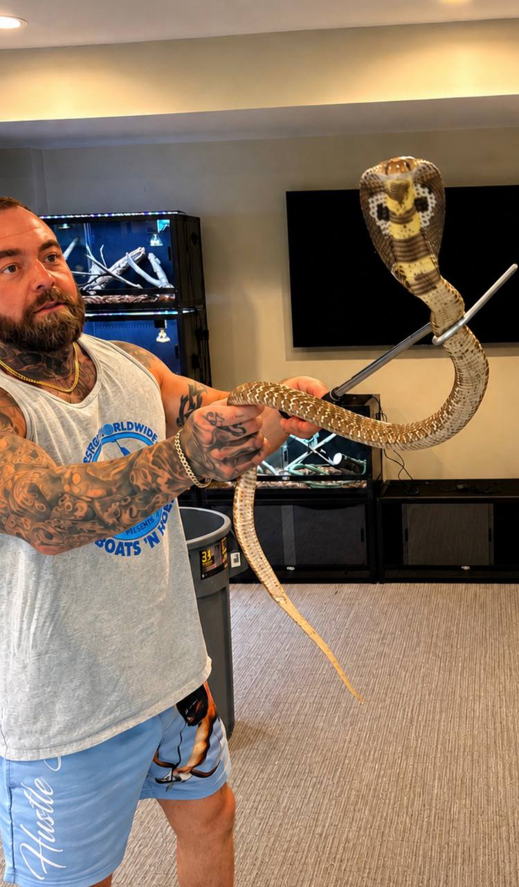 Behind the scenes at Liftin Lizards: a keeper supporting a hooded snake with a snake hook
