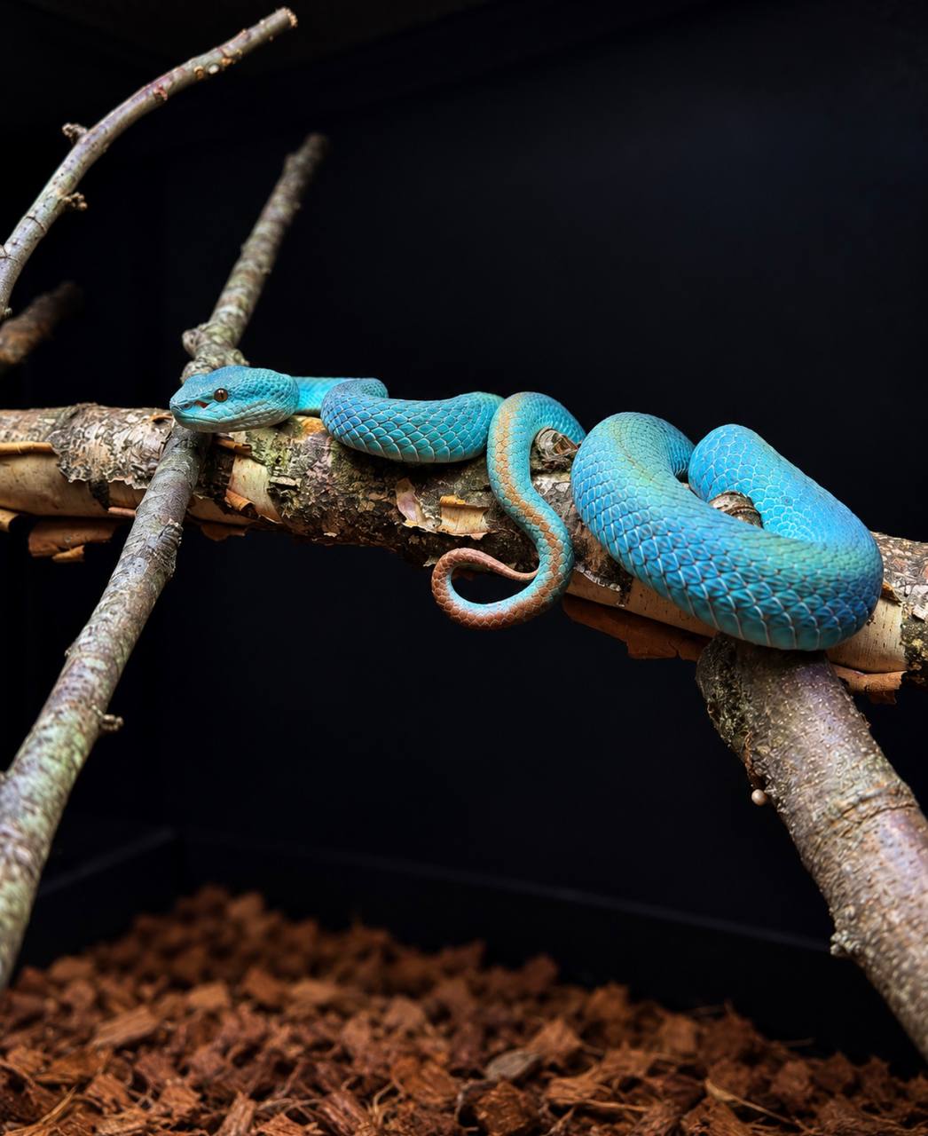 A turquoise blue snake coiled along branches