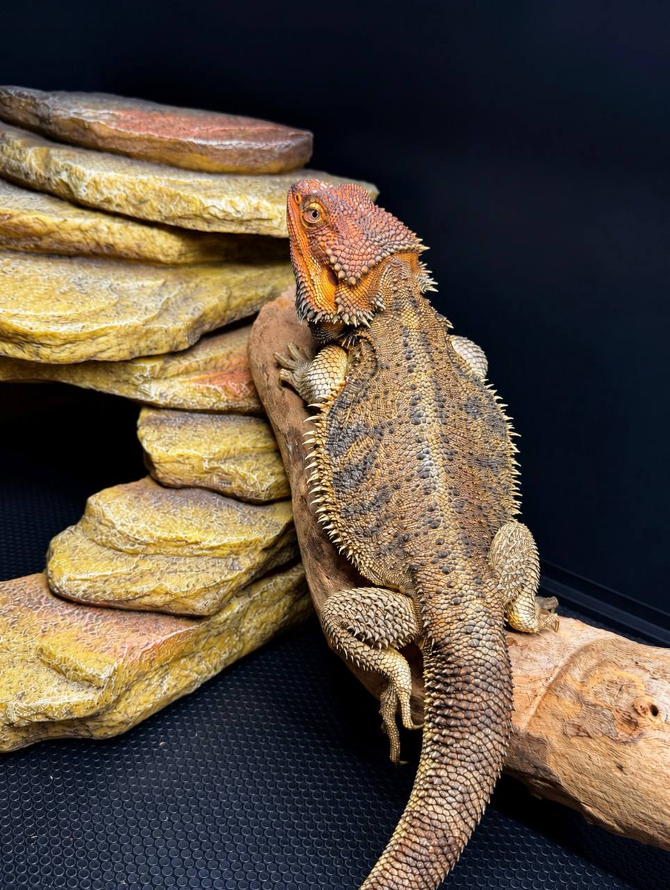 A Bearded Dragon with an orange face and dark patterned back looking toward the camera