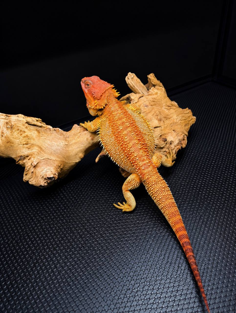 An orange and gold Bearded Dragon looking back over its shoulder on driftwood
