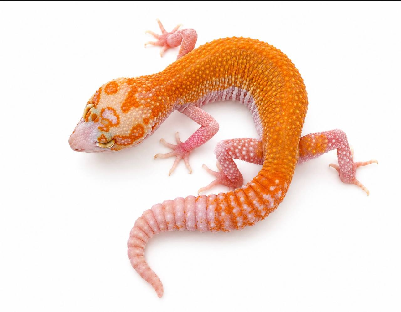An orange and pink Leopard Gecko curled against a white background