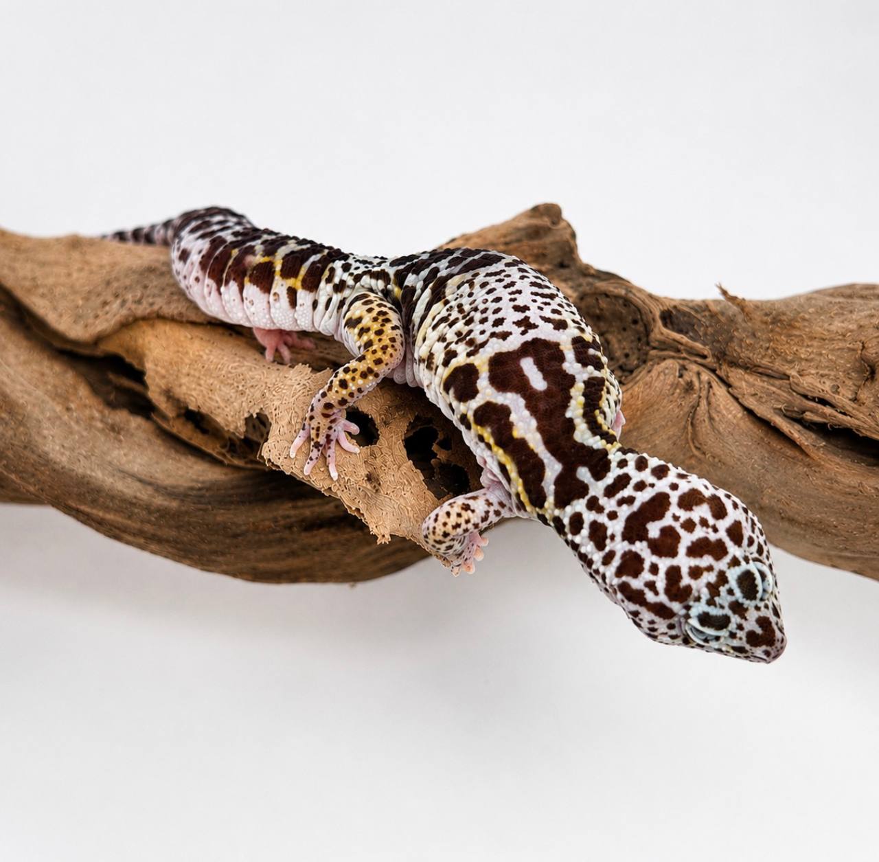 A white, brown, and yellow Leopard Gecko stretched over a branch