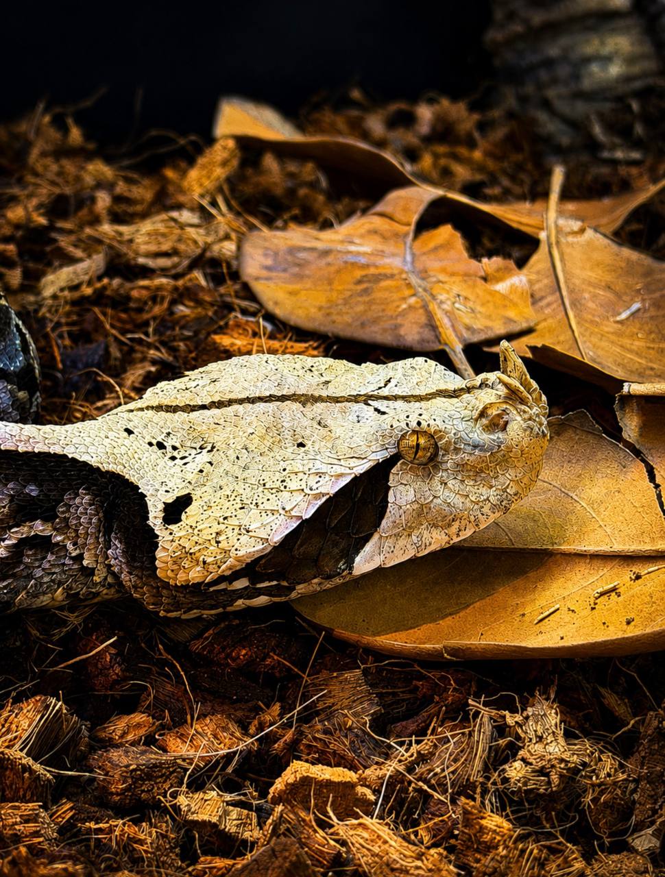Close-up of a cream and dark patterned viper resting on leaves